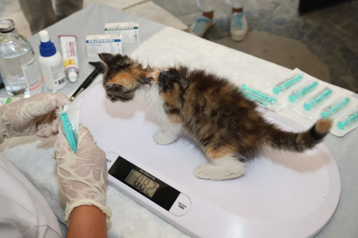 Kedi ve kedi kumu paketi — 8 litre kedi kumu kaç kg ve kaç gün yeter hesabı