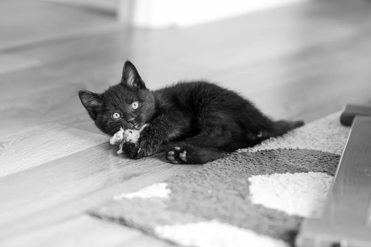 Siyah yavru kedi — aktif karbonlu kedi kumu nasıl çalışır