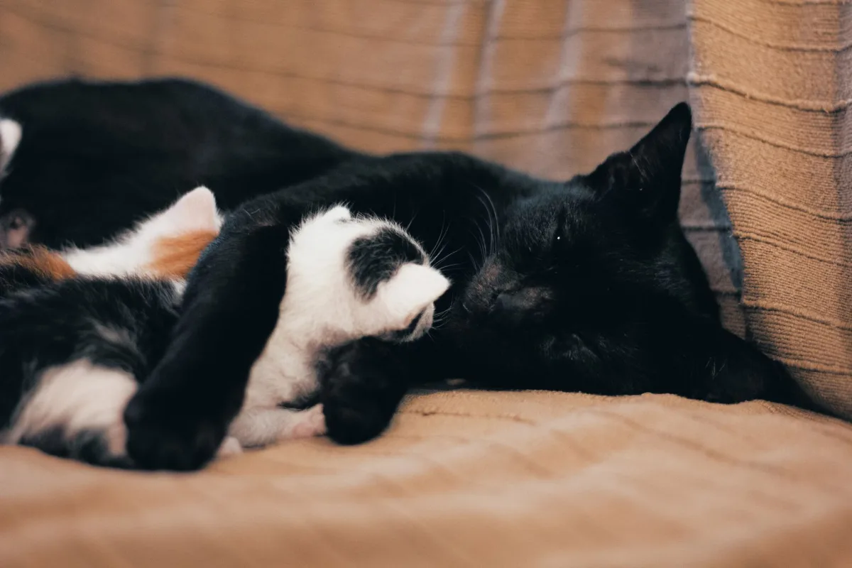 Anne kedi ve yavruları — ortak kum kullanımı