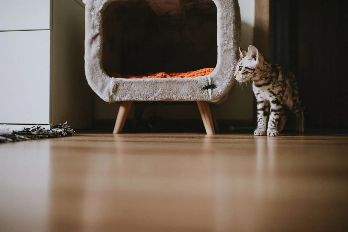 Ahşap zeminde uzanan kedi — çam pelet kedi kumu kullanım rehberi