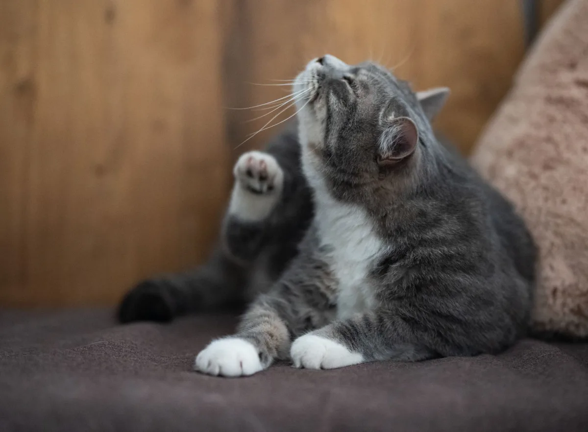 Kaşınan kedi — hipoalerjenik kedi kumu seçimi