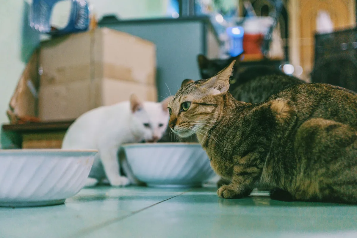 Ev içinde birden fazla kedi — kaç kedi için kaç kum kabı gerekir