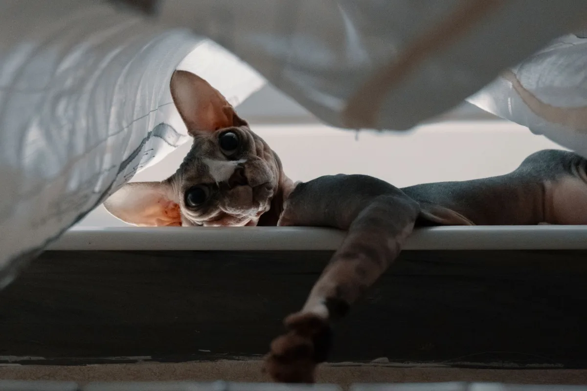 Temizliği izleyen kedi — kedi kumu kabı nasıl dezenfekte edilir