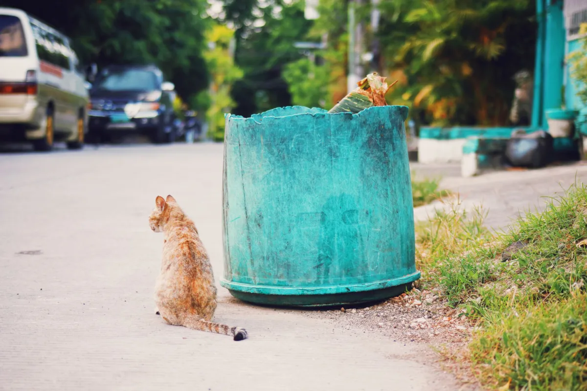 Kum kabının yanında duran kedi — kedi kumu kullanım rehberi