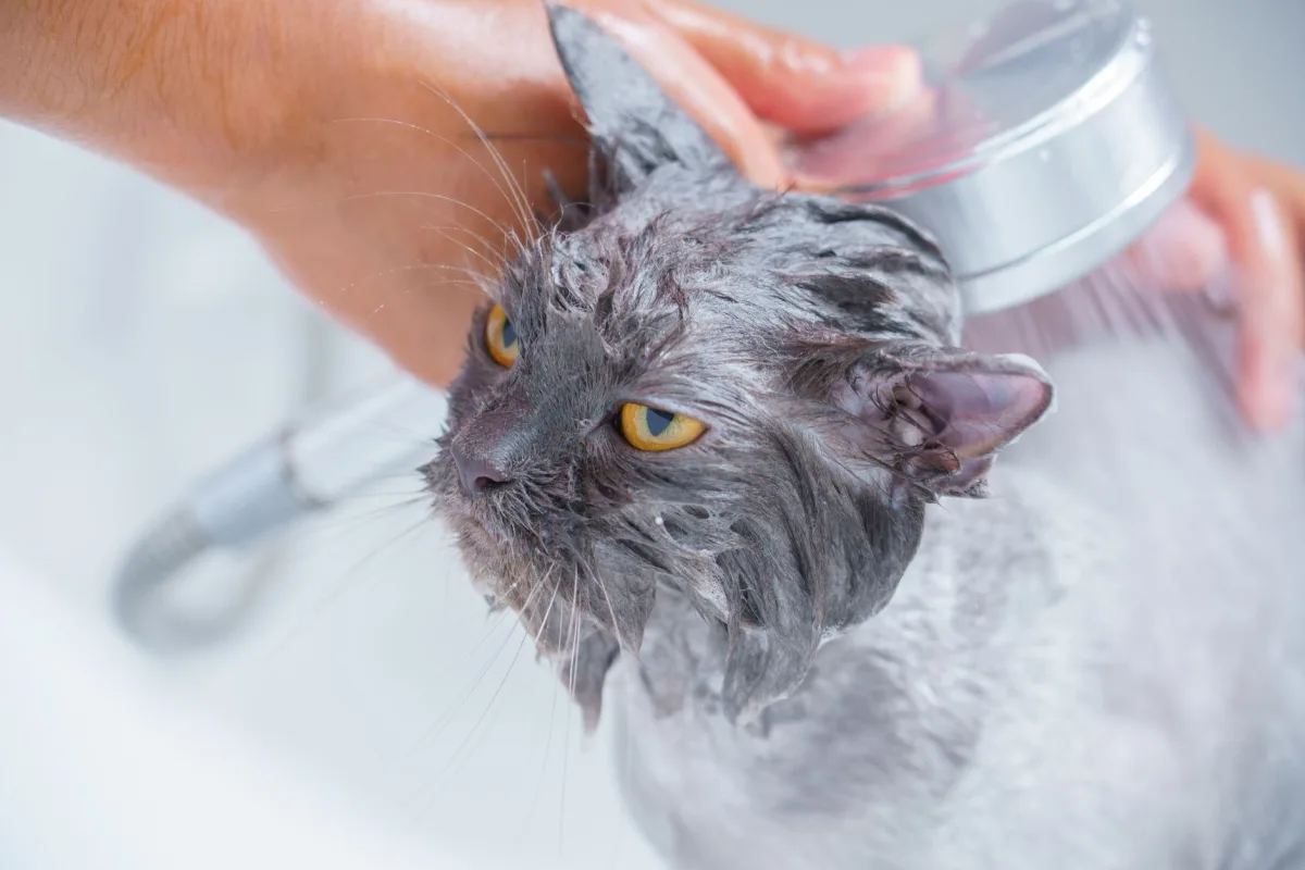 Temizlik yapan kişi ve kedi — kedi kumu nasıl temizlenir rehberi
