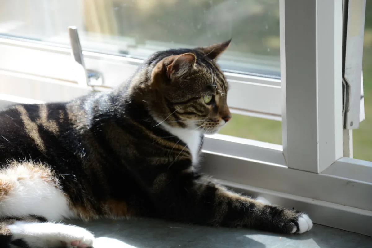 Pencere kenarındaki kedi — kedi kumu ne sıklıkla değiştirilir