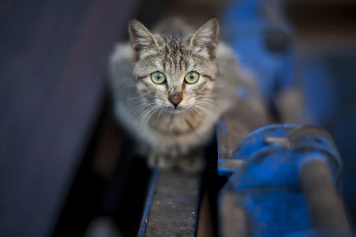 Kameraya bakan bir kedi — kedi kumu türleri ve seçimi rehberi