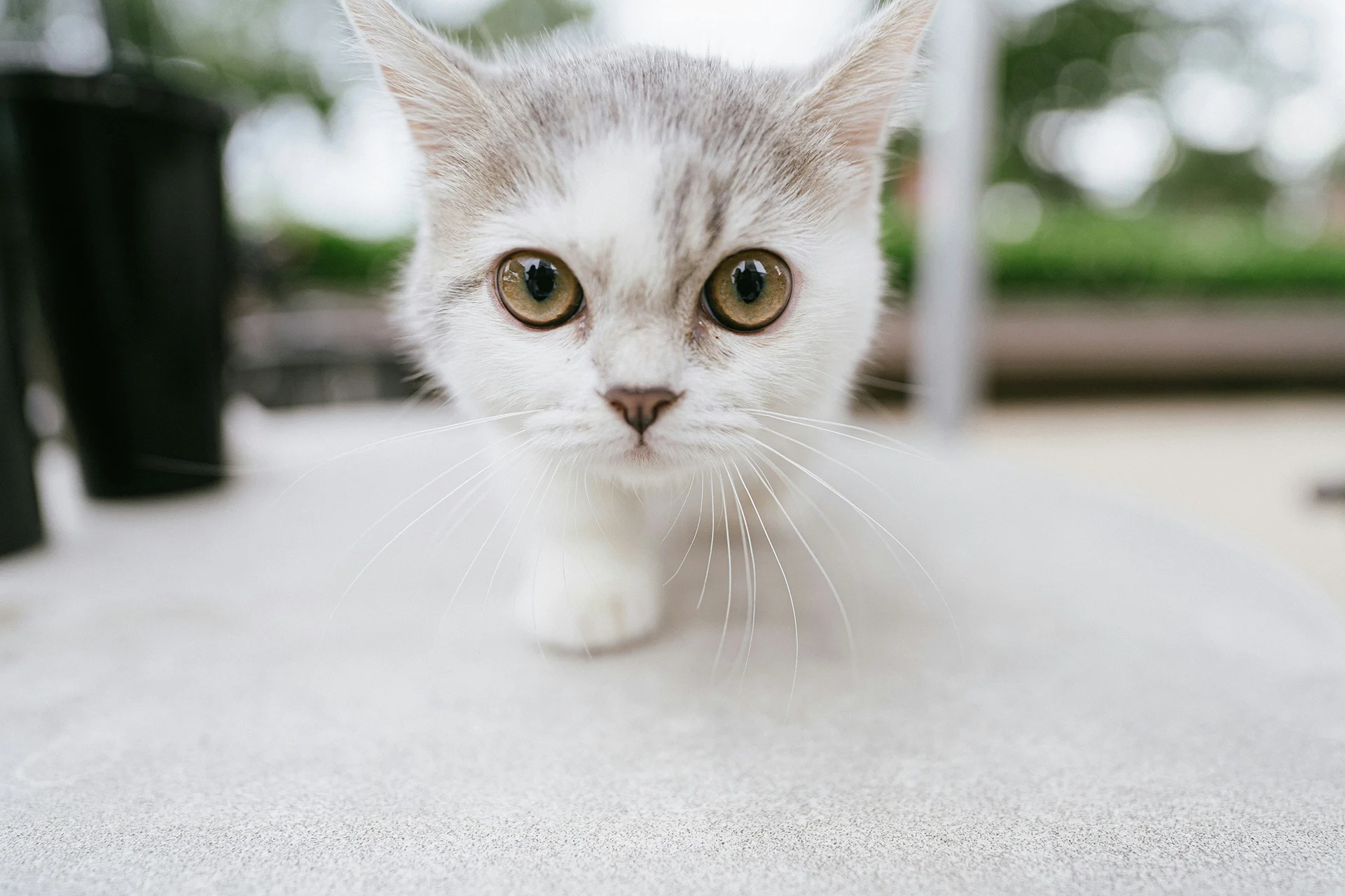Kameraya bakan beyaz kedi yavrusu - kedi kumunda koku kontrolü