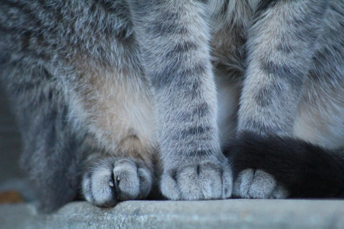 Kedi patileri yakın plan — kum sertliği ve pati tahrişi