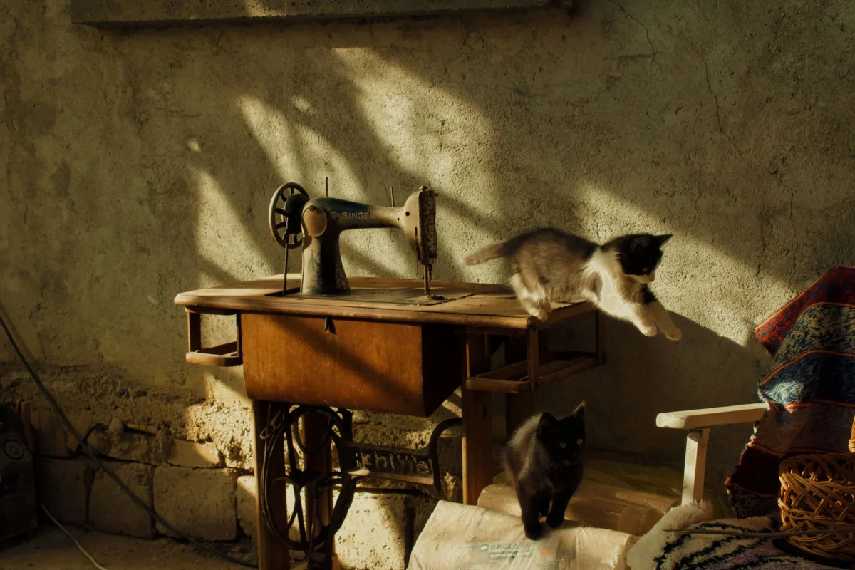 Yaşlı bir kedi — yaşlı kediler için kum ve kap seçimi