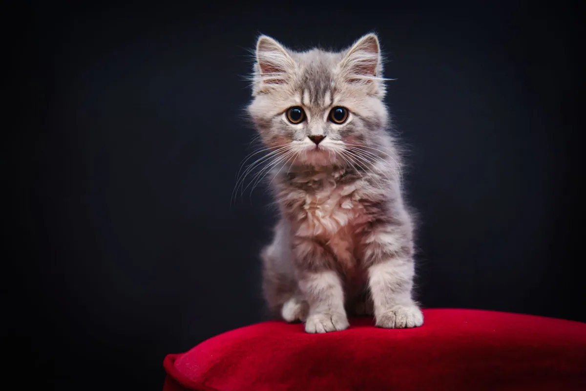 Yavru kedi — tuvalet eğitimi adım adım rehber