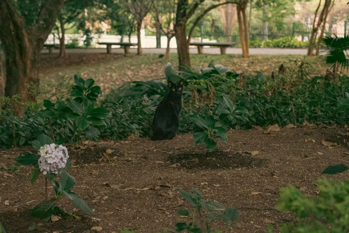 Bahçede dolaşan kedi — zeytin çekirdeğinden kedi kumunun kompostlanması