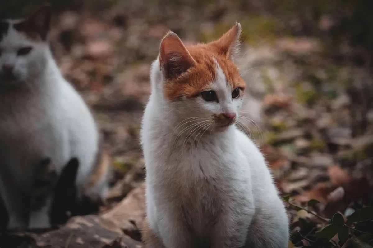 Yan yana duran iki kedi — zeytin çekirdeği ve bentonit kedi kumu karşılaştırması