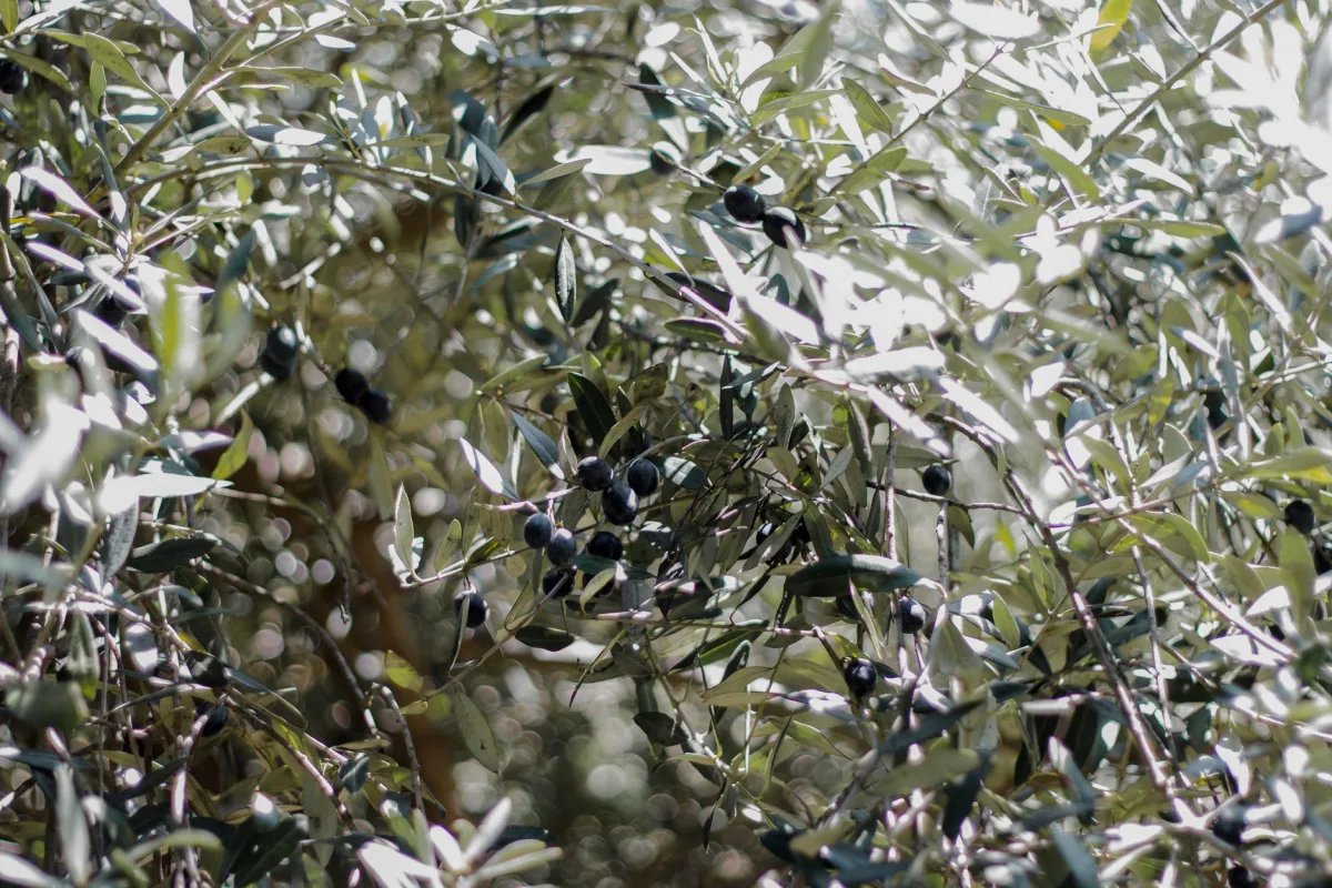 Zeytin ağacı dalı — zeytin çekirdeği kedi kumunun hammadde kaynağı
