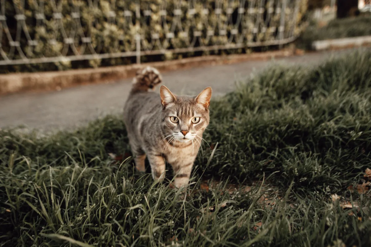 Kum kabında eşeleyen kedi — zeytin çekirdeğinden kedi kumu topaklanma performansı